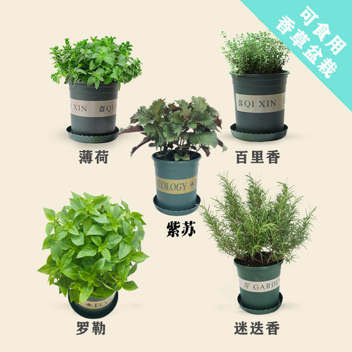 百里香迷迭香薄荷紫苏罗勒香草料