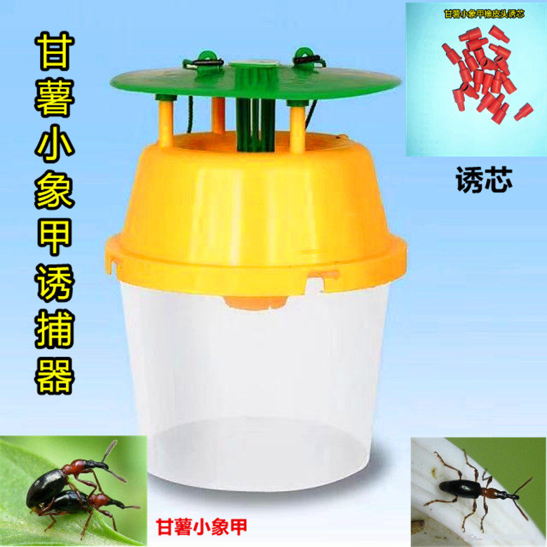 英格尔甘薯小象甲诱捕器象鼻虫性信息素杀虫剂甘薯蚁象诱芯引诱剂