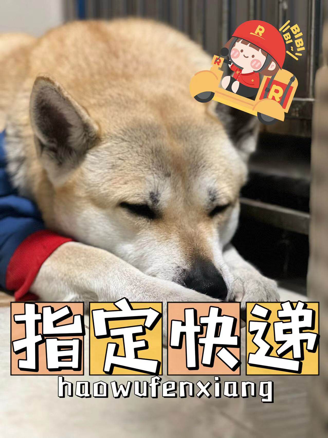 【运费链接】指定快递补充费用【单独拍不发货！】怎么样,好用不?
