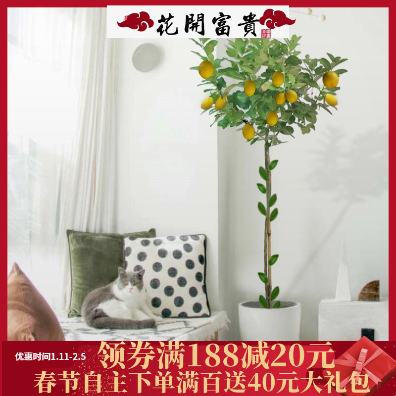香水柠檬树盆栽北欧ins风室内办公室客厅棒棒糖大型绿植柠檬花卉在类目 鲜花速递/花卉仿真/绿植园艺, 花卉/绿植盆栽（新）, 大型绿植/成品组合盆栽中 - 来自Buy2taobao.com提供专业的淘宝代购服务