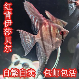 伊莎贝尔燕鱼魔门斯卡红背埃及七彩神仙鱼墨燕秘鲁燕鱼热带鱼种鱼