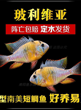 玻利维亚凤凰种鱼热带鱼顺丰包邮