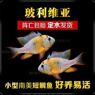 南美玻利维亚凤凰种鱼桃心长尾金波子阿凡达德系荷兰凤凰种鱼包邮