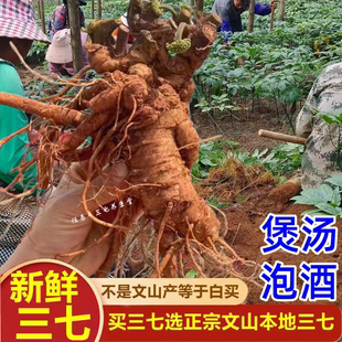 云南文山新鲜三七正品 官方旗舰店泡酒正宗三七根500g冻干三七煲汤