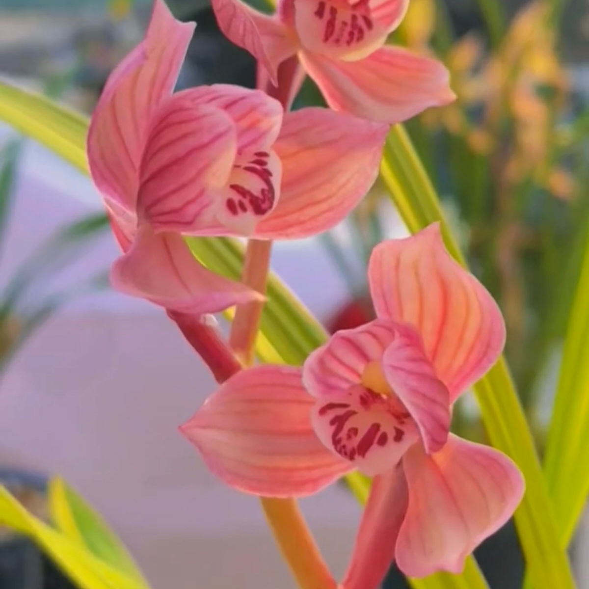 正宗四川春剑红花荷瓣浓香兰花开花好养阳台客厅盆景花卉基地直发