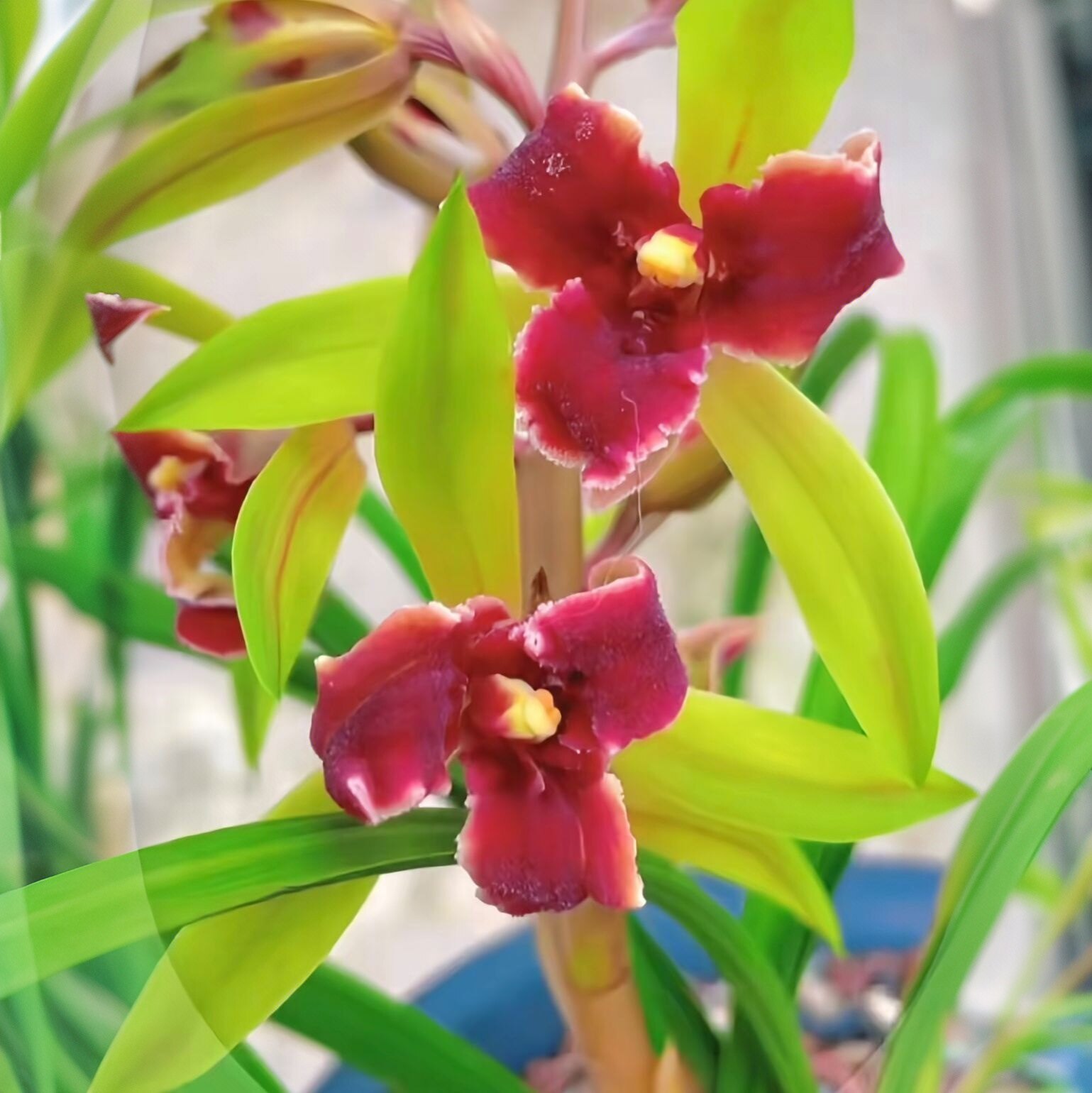 正宗蕙兰红素三星蝶兰花浓香型室内阳台客厅开花好养红花奇花正品