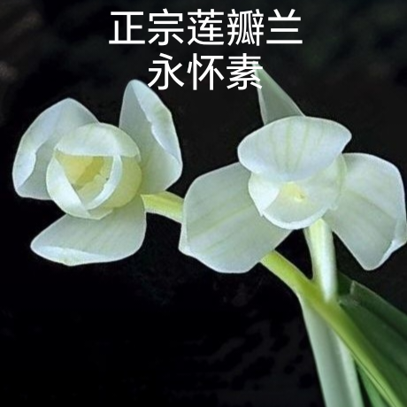 正宗云南莲瓣兰永怀素白花荷瓣梅瓣开花好养浓香型兰花自然苗正品