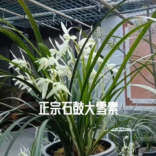 特价正宗云南莲瓣兰石鼓大雪素白花白素浓香兰花高档名贵花卉正品