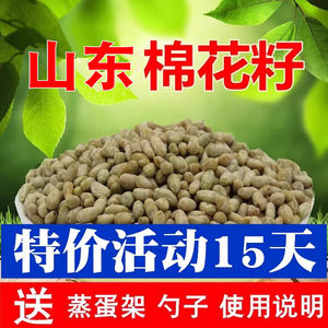 山东棉花籽种子无壳心脏偏方食用