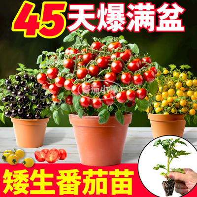 山东寿光矮生盆栽小番茄苗秧红黄黑樱桃圣女果种子带土西红柿盆栽