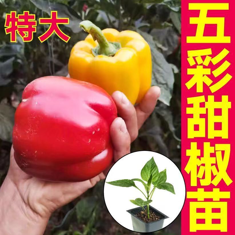 特大五彩辣椒苗秧带土球四季春秋盆栽阳台青红黄太空水果方椒种子