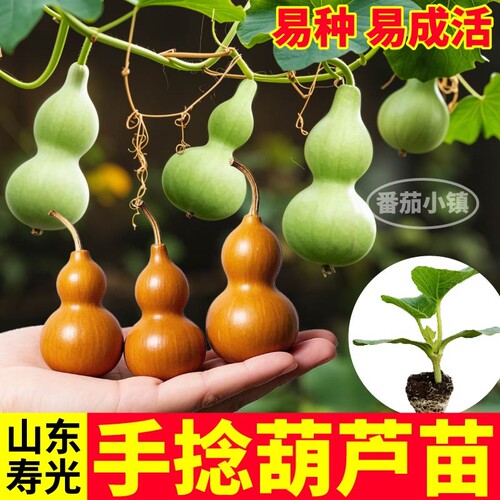 观赏文玩手捻葫芦苗秧四季高产大酒小亚腰葫芦苗阳台盆栽种子寿光