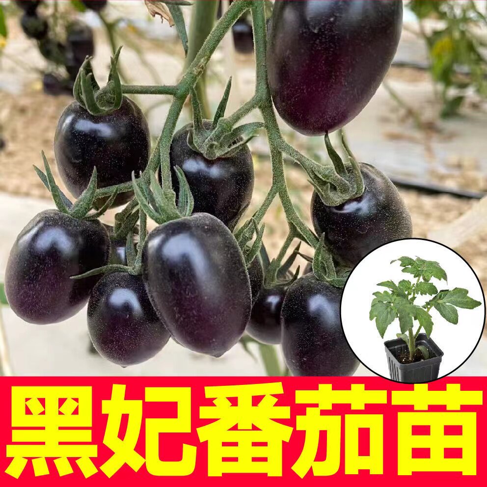 高产黑妃番茄苗秧带土球四季春秋盆栽黑珍珠樱桃西红柿圣女果种子
