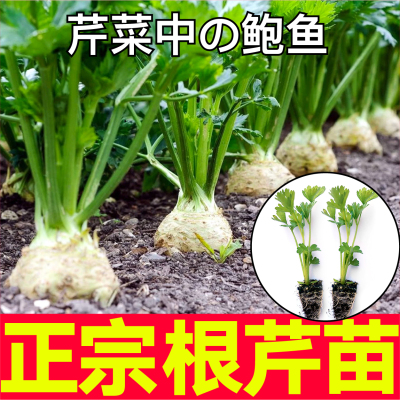 寿光正宗根芹苗秧皇后大西芹菜种子室内阳台耐寒好成活蔬菜四季