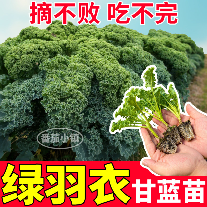 山东寿光绿羽衣甘蓝苗秧四季高产绿紫粉白甘蓝种子食用阳台盆栽