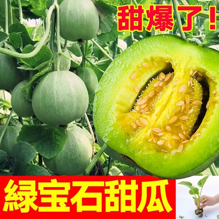 超甜绿宝石甜瓜秧苗带土球爆甜羊角蜜博洋九甜瓜种子籽四季盆地栽,鲜花速递/花卉仿真/绿植园艺,种苗/半成品盆栽,淘宝优惠券,粉丝福利购,淘宝优惠卷