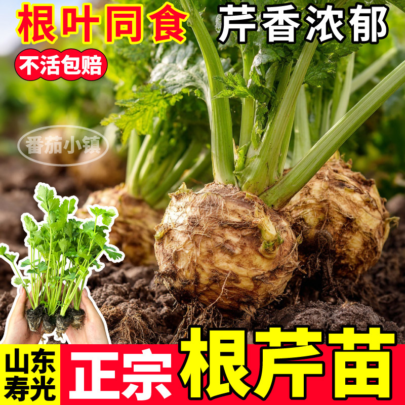 寿光正宗根芹苗秧根叶同食四季种植红芹西芹小香芹阳台小院盆栽