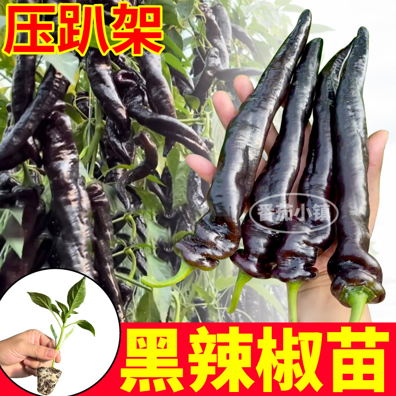 寿光黑辣椒苗秧四季高产紫螺丝椒黑美人紫妃辣椒带土阳台盆栽种子