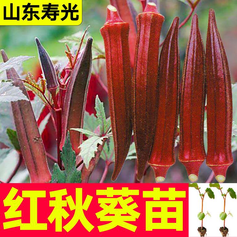 超嫩红秋葵苗秧带土球更耐老黄秋葵水果秋葵种子籽四季盆栽寿光苗