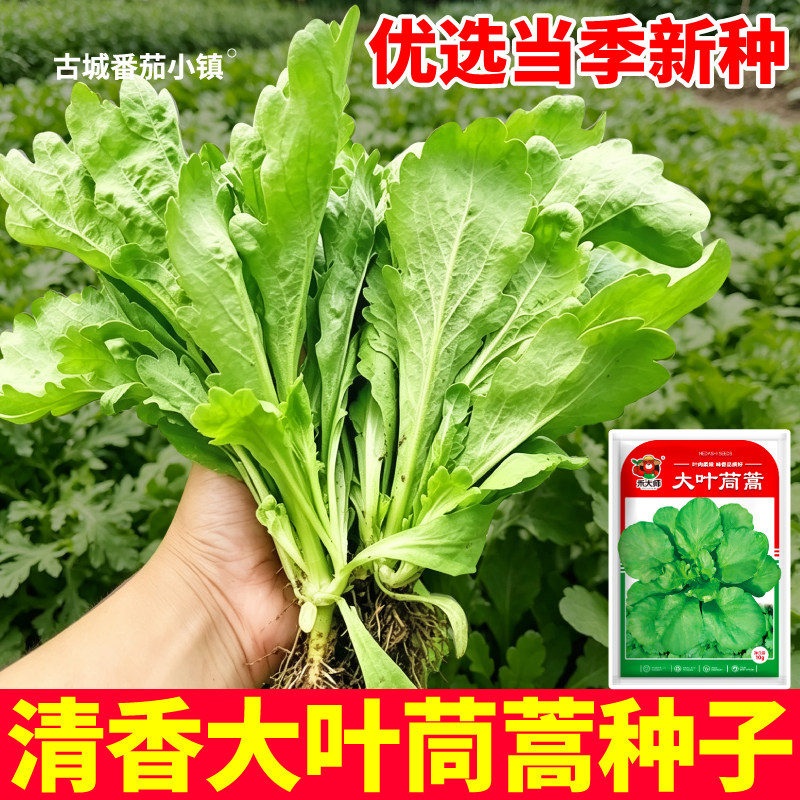 大叶茼蒿种子当季新种掐了又长光杆三叉茼蒿蔬菜种籽庭院种植