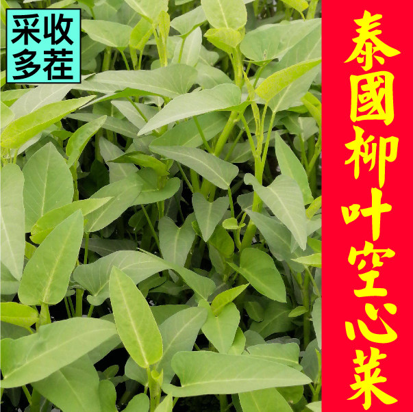 山东寿光空心菜苗秧种子大叶柳叶竹叶多茬采收空心菜四季盆栽蔬菜