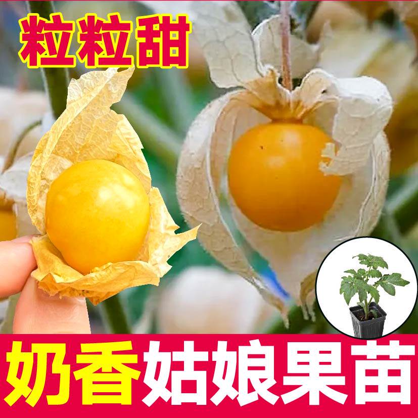 超甜奶香黄姑娘果苗秧带土球大果紫菇娘果灯笼果种子春秋四季盆栽