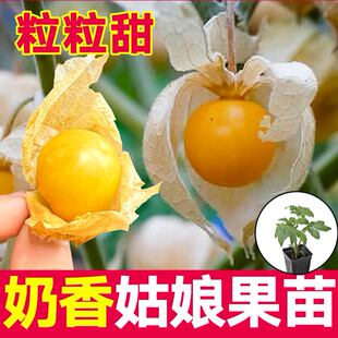 超甜奶香黄姑娘果苗秧带土球大果紫菇娘果灯笼果种子春秋四季盆栽