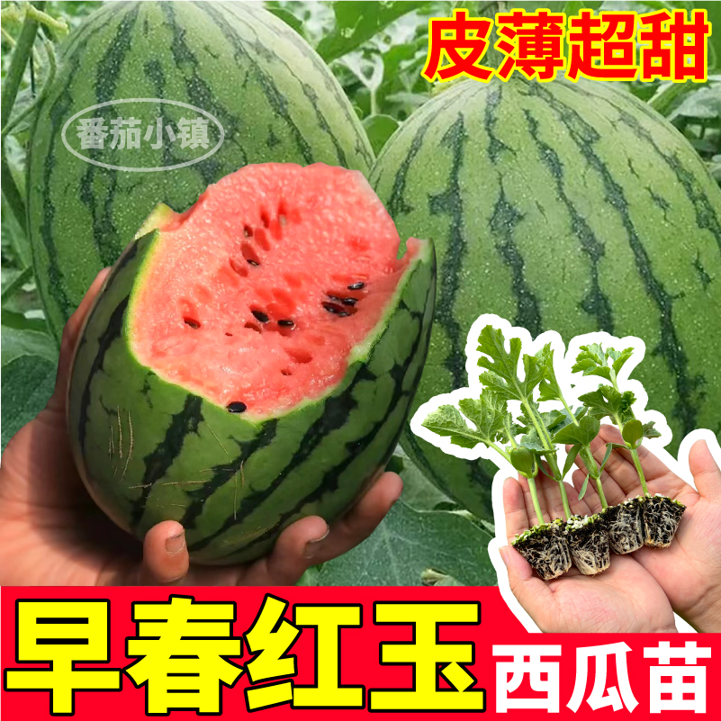 寿光早春红玉西瓜苗秧高产超甜小凤懒汉麒麟西瓜种子四季阳台盆栽