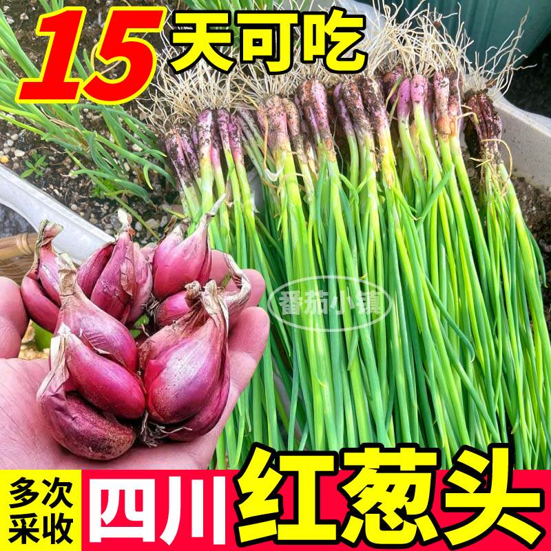 高产四川红葱头反复采收新鲜小香葱火葱头四季阳台庭院大田易种植