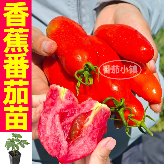 寿光奶油香蕉番茄苗秧高产超甜美人蕉番茄带土球阳台小院盆栽种子