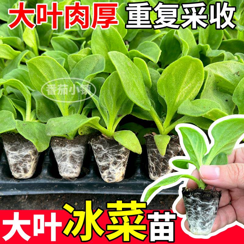 冰菜苗秧带土大叶水晶冰菜阳台种植盆栽四季冰草种山东寿光蔬菜苗