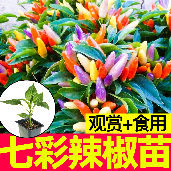 寿光七彩五彩多彩小尖椒秧苗幼苗辣椒种子四季两用蔬菜苗阳台盆栽
