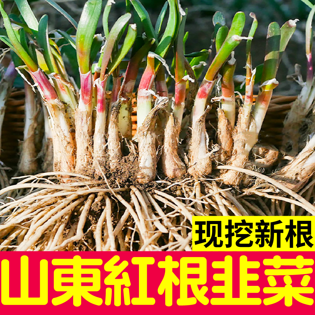 寿光独根红粗根韭菜种子新韭菜根大宽叶新鲜现挖四季春秋盆栽阳台