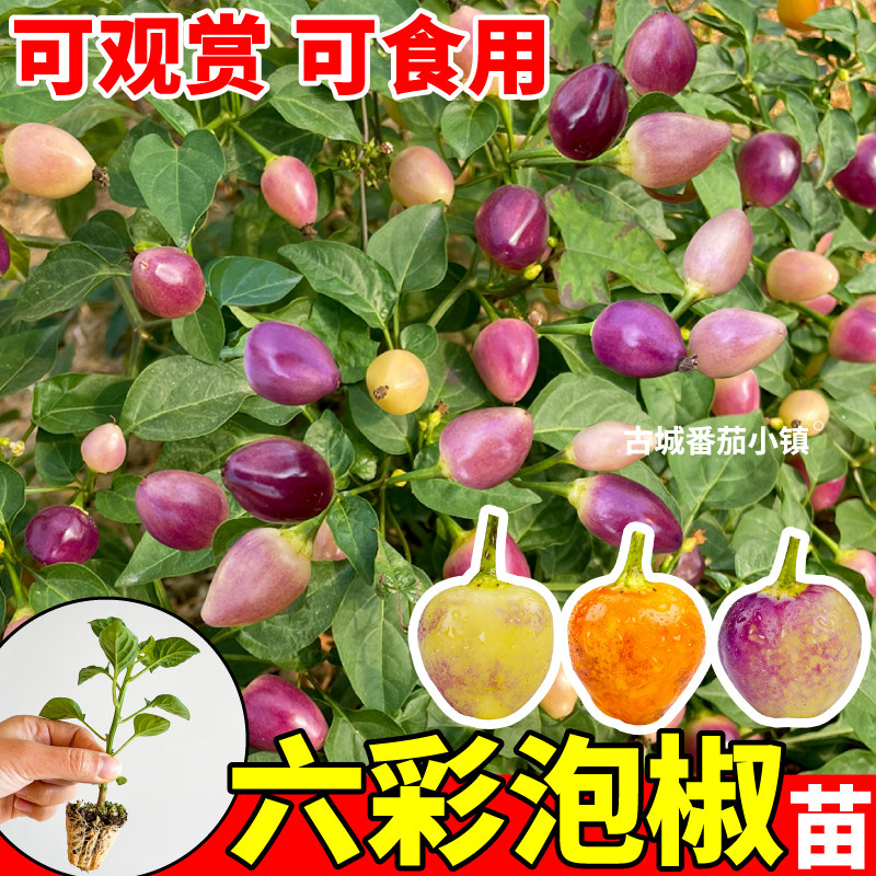 寿光六彩泡椒辣椒苗秧鲜香脆辣四季高产红白小米辣杭椒苗观赏食用