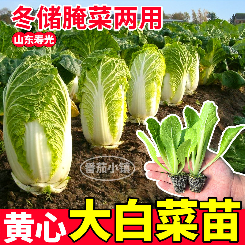 黄心大白菜苗秧四季种植耐寒大田紫色黄心白菜种子阳台小院盆栽