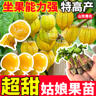 超甜黄姑娘果苗秧四季高产奶香黄紫菇娘果种子阳台小院盆栽带土