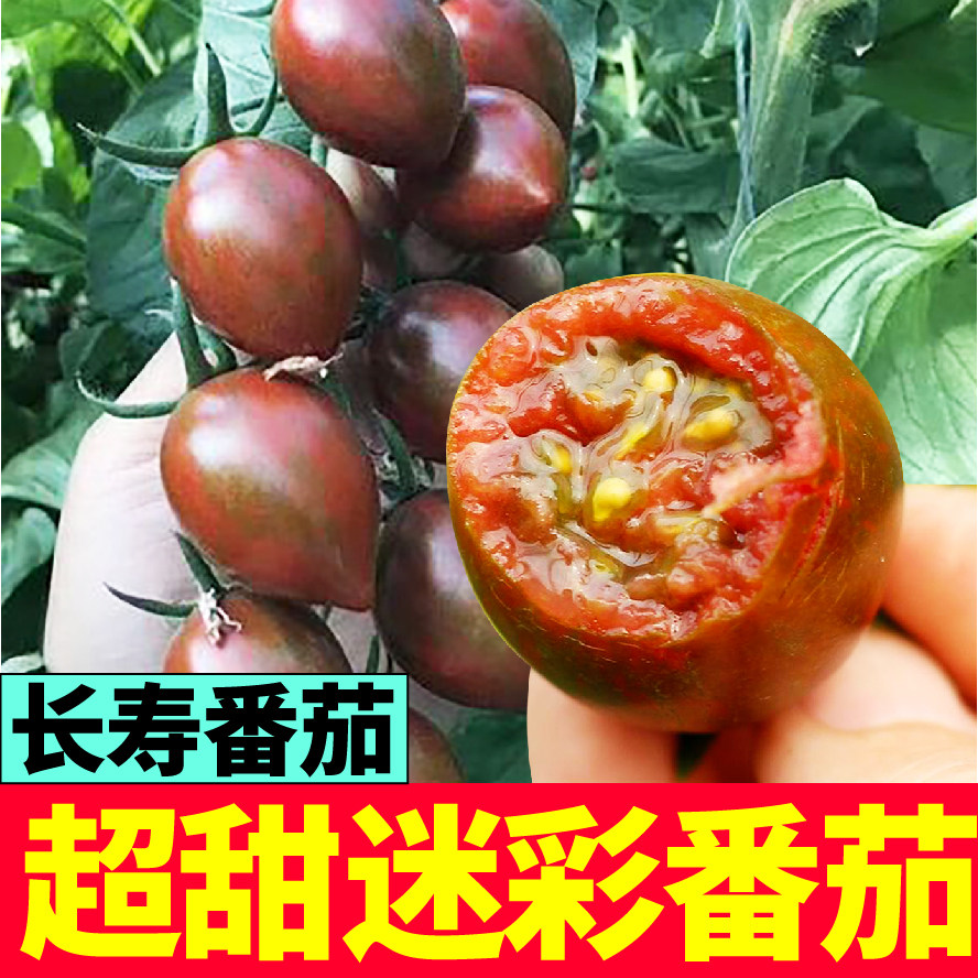 超甜迷彩小樱桃番茄苗秧种子紫玉圣女果西红柿虹彩花绣球种子四季