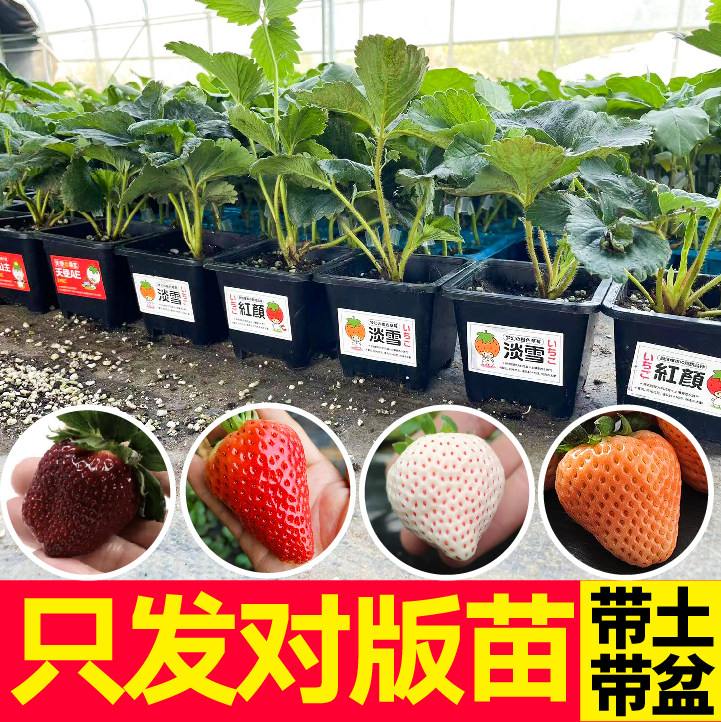 寿光当年新苗对版黑珍珠草莓秧苗幼苗四季盆栽带土带盆真红美铃