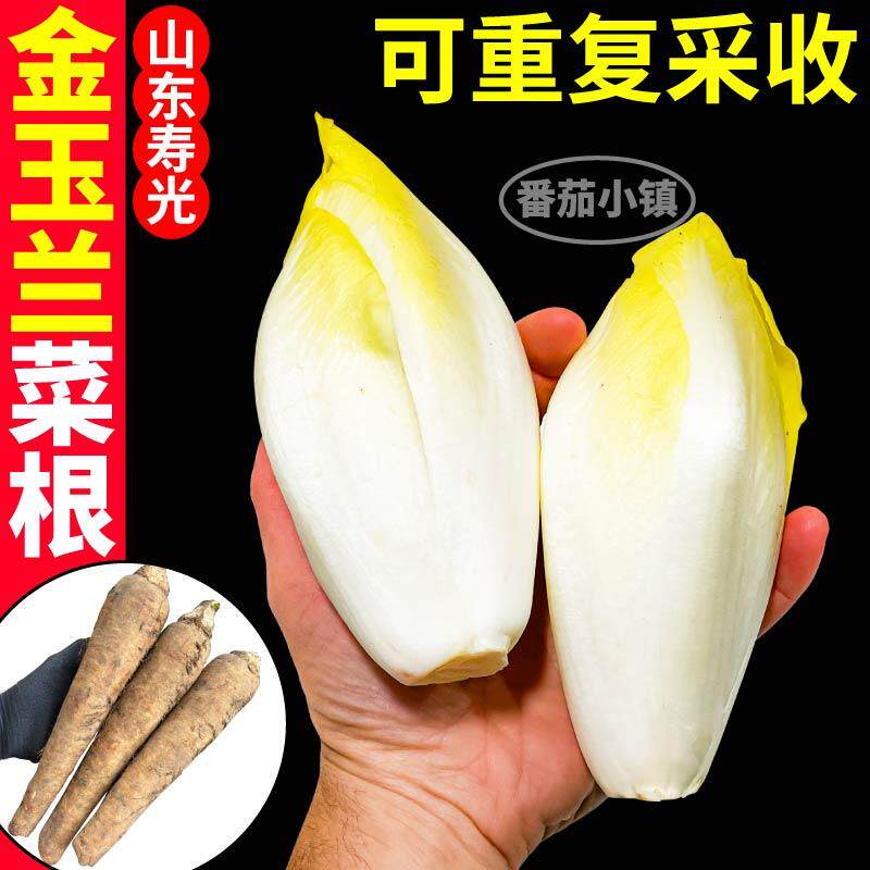 白玉兰菜一年四季软化菊苣