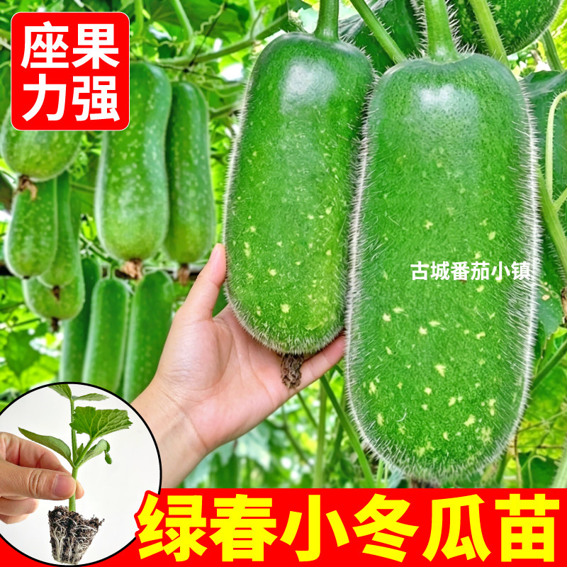 【寿光直发】绿春小冬瓜苗秧苗青皮黑皮高产冬瓜种子四季小院种植