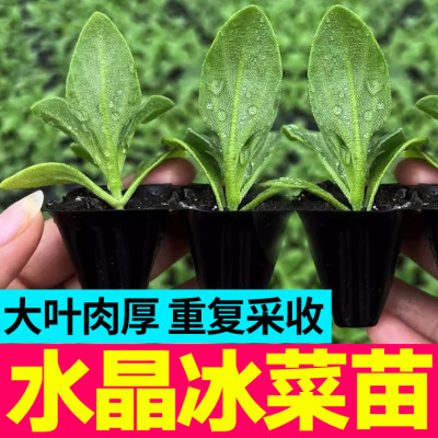 寿光大叶冰菜苗秧带土球脆嫩更大冰粒冰草种子四季高产蔬菜盆栽籽