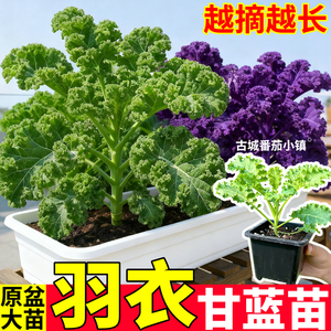 脆甜盆栽羽衣甘蓝苗秧易活好种绿紫粉羽衣甘蓝种子蔬菜苗四季高产