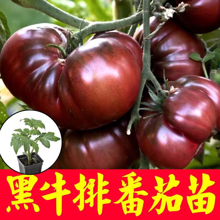山东寿光黑牛排番茄苗秧丑柿子种子马蹄番茄西红柿丑八怪阳台盆栽