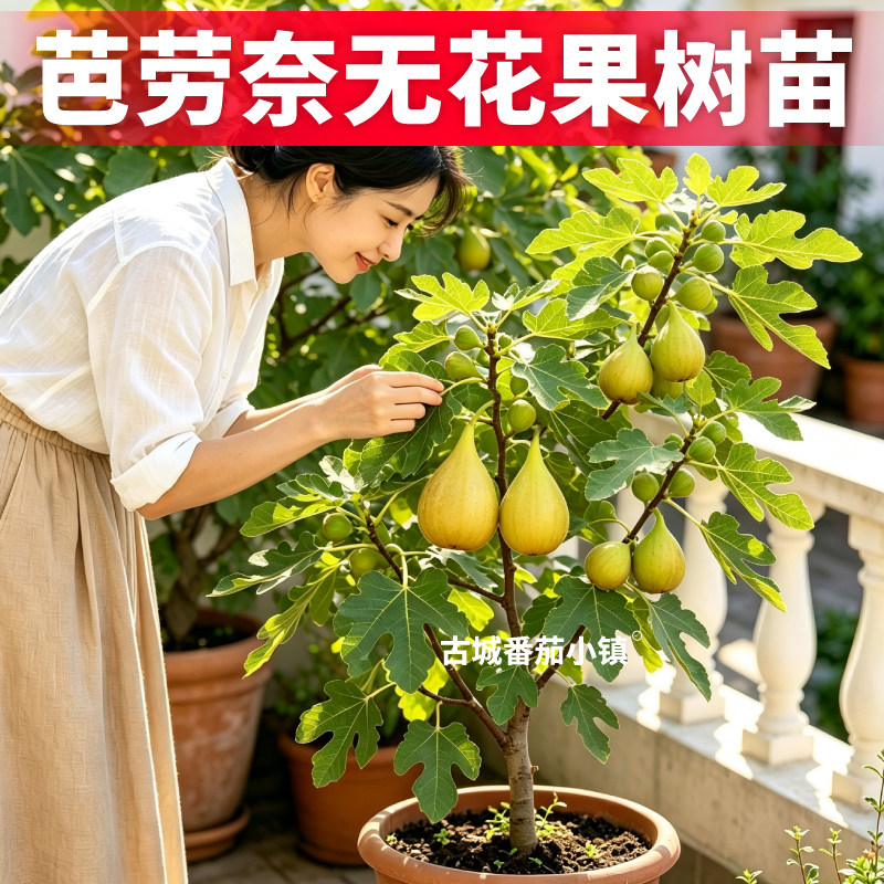 盆栽芭劳奈无花果树苗青皮金傲芬斯特拉无花果对版水果盆栽苗
