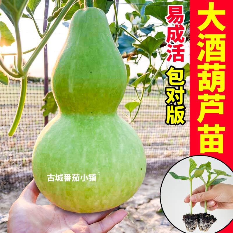 文玩大酒葫芦苗秧四季高产八宝葫芦手捻小亚腰葫芦种子阳台盆栽
