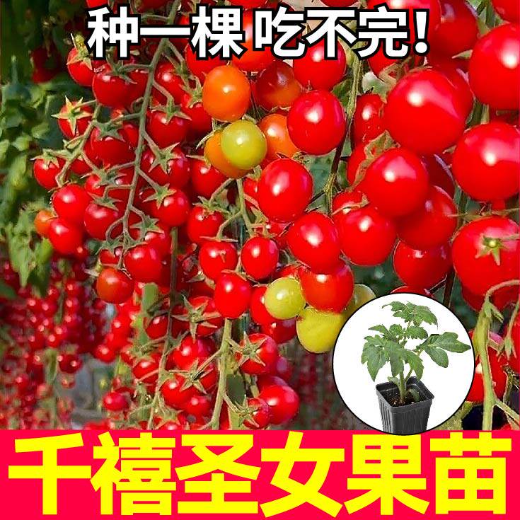 山东寿光超甜红千禧圣女果番茄苗秧白黑黄小樱桃西红柿种子带土球