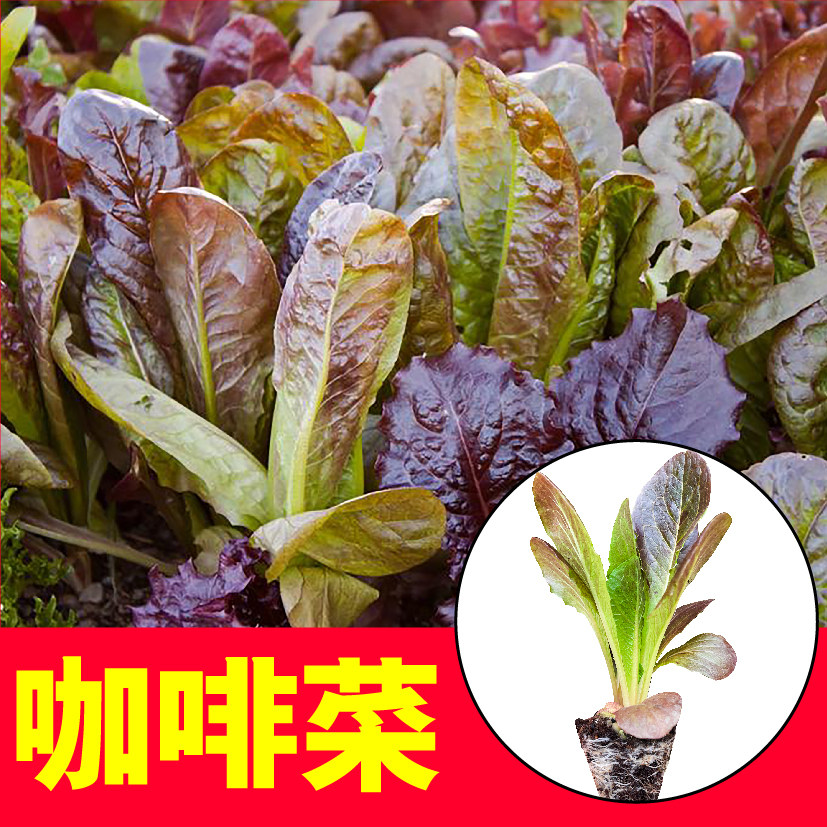 咖啡香麦菜苗秧带土球直立紫皱大速生生菜种子耐寒四季春秋盆栽籽