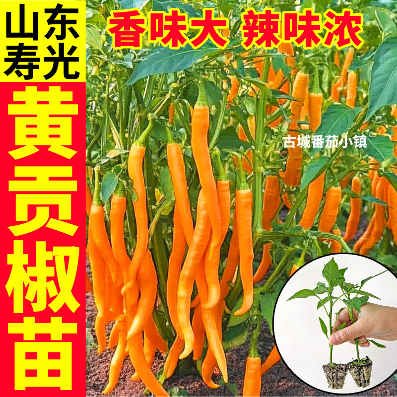 黄贡椒辣椒苗秧高产抗病香辣十足红白小米辣杭椒甜椒辣椒四季盆栽