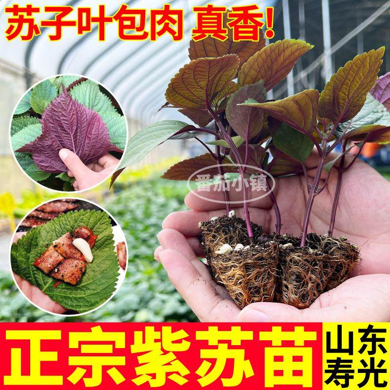 味更浓正宗紫苏苗秧双色紫苏种子天然苏子持续采收四季阳台带土球