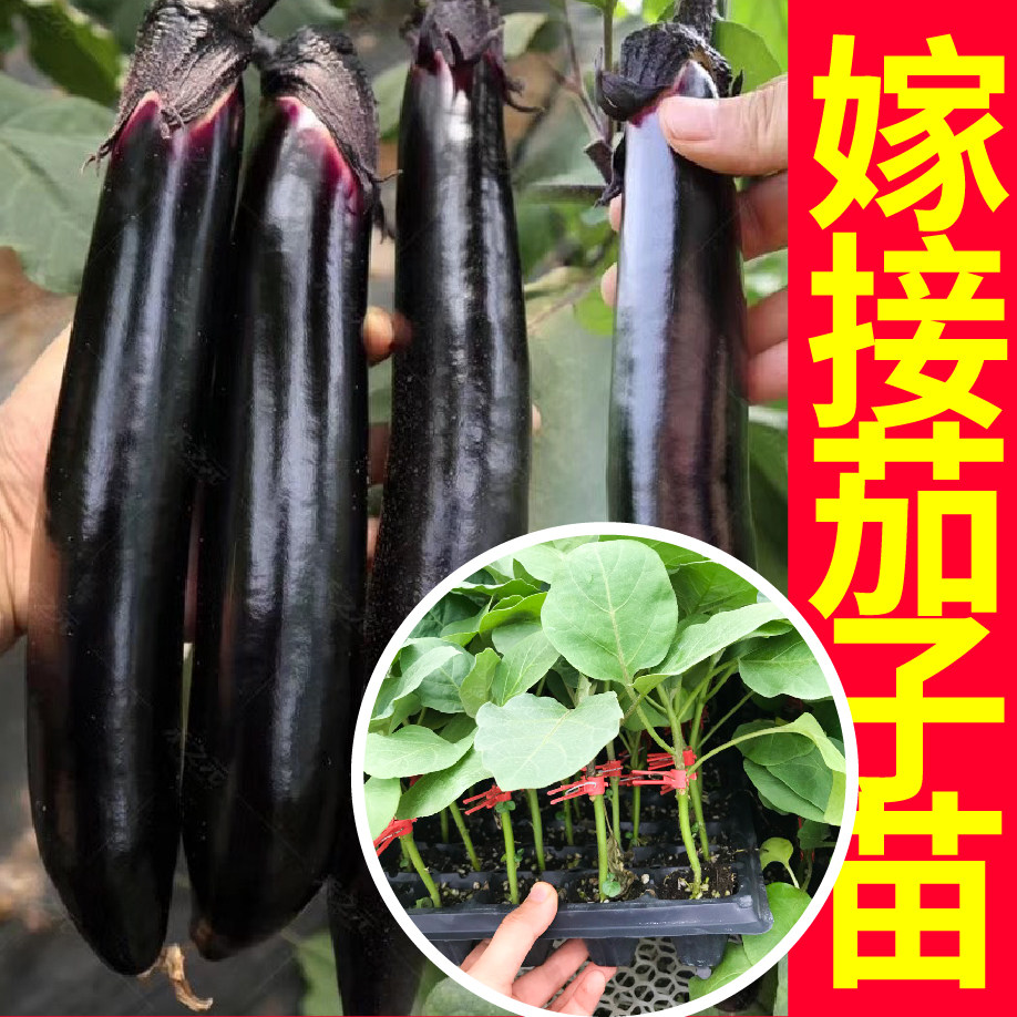 寿光嫁接大龙长茄子苗秧带土四季春秋盆栽黑圆茄子种子蔬菜苗种籽